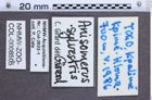 Etikette zu Anisomerus sylvestris (NHMW-ZOO-COL-0008505)